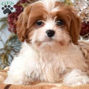 Zoey, Cavapoo Puppy