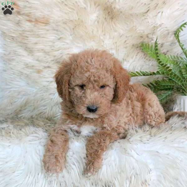 Zuma, Mini Labradoodle Puppy