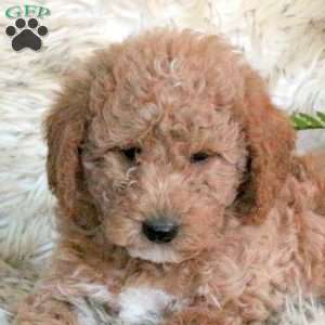 Zuma, Mini Labradoodle Puppy