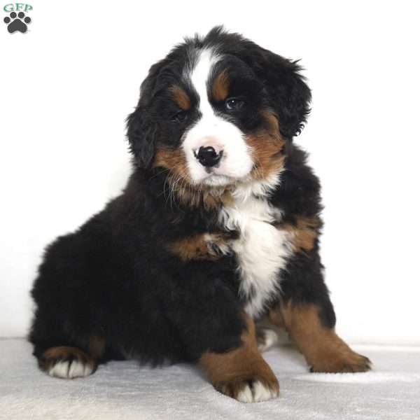 Davey, Bernese Mountain Dog Puppy