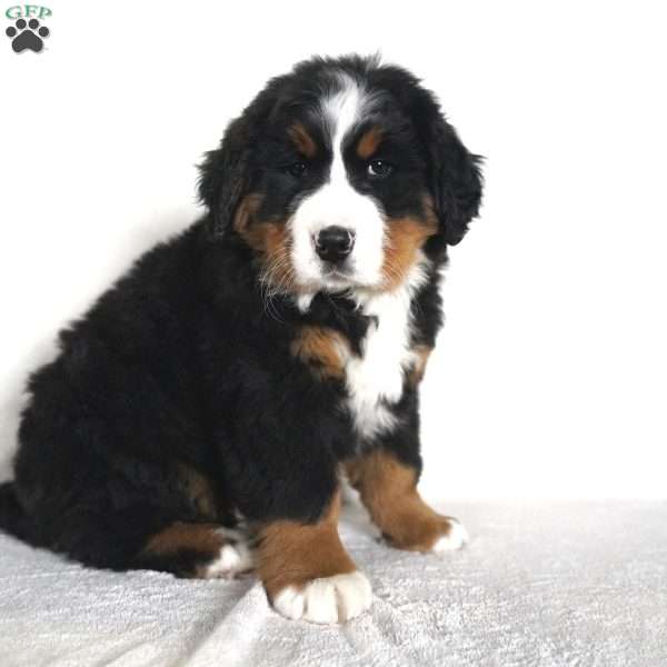 Jake, Bernese Mountain Dog Puppy