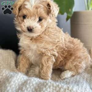 Cupid, Pomapoo Puppy