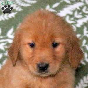 Alex, Golden Retriever Puppy