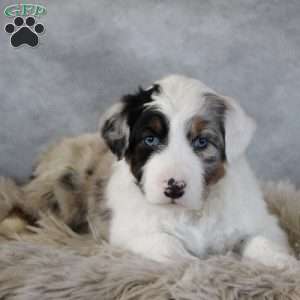 Caspian, Australian Shepherd Puppy