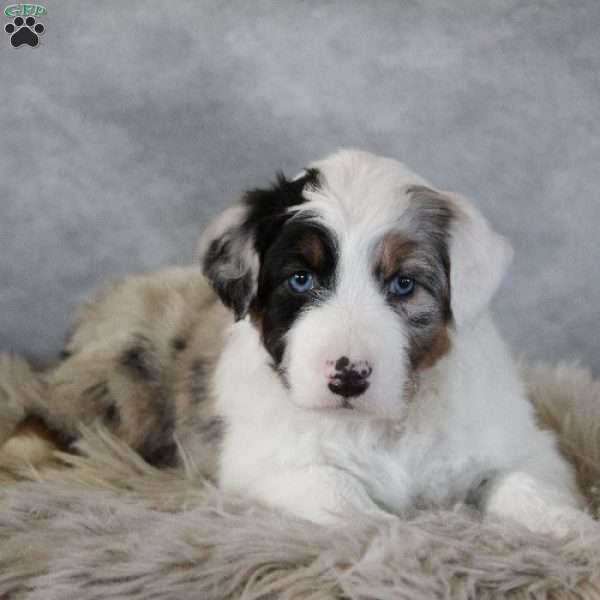 Caspian, Australian Shepherd Puppy