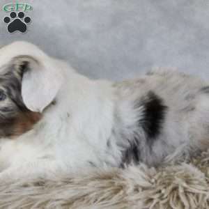 Caspian, Australian Shepherd Puppy