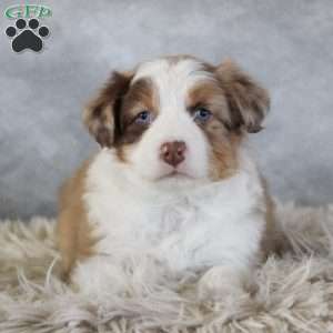 Caty, Australian Shepherd Puppy
