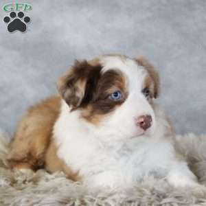 Caty, Australian Shepherd Puppy