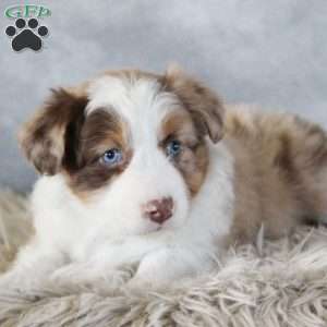 Caty, Australian Shepherd Puppy