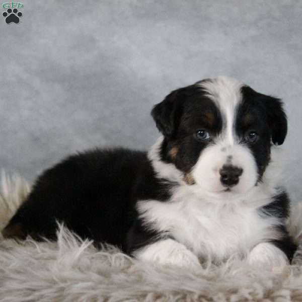 Colton, Australian Shepherd Puppy
