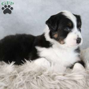 Colton, Australian Shepherd Puppy