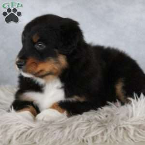 Tristen, Australian Shepherd Puppy