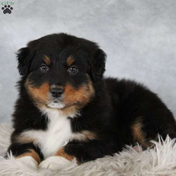 Tristen, Australian Shepherd Puppy