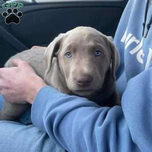 Gabby, Silver Labrador Retriever Puppy
