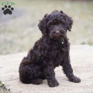 Pearl, Portuguese Water Dog Puppy