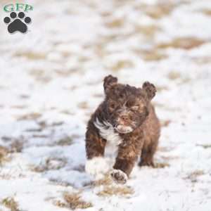 Sofi, Portuguese Water Dog Puppy