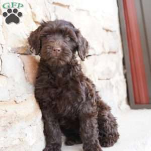 Pearl, Portuguese Water Dog Puppy