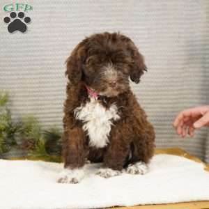 Sofi, Portuguese Water Dog Puppy