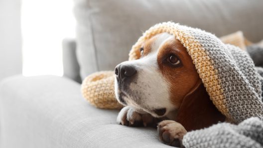 What to Know About Hypothermia in Dogs