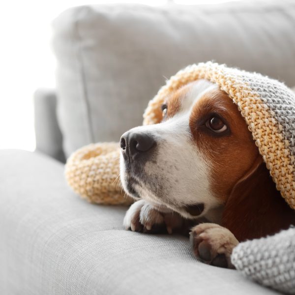 beagle dog under a blanket and peaking out