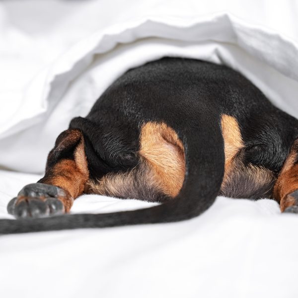 black and tan dachshund hiding under a blacnket and splooting with tail and back legs sticking out of the blanket