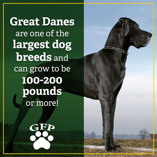 black great dane standing outside, text on image reads, great danes are one of the largest dog breeds and can grow to be 100-200 pounds or more