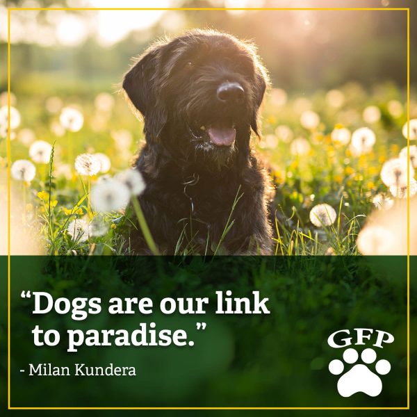 black terrier dog lying in dandelion field, quote on text from milan kundera reads, Dogs are our link to paradise