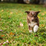 brown and white australian shepherd puppy walking confidently through grass