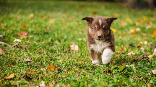 3 Signs Your Dog Thinks They Are in Charge of the Home