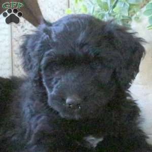 Button, Bernedoodle Puppy