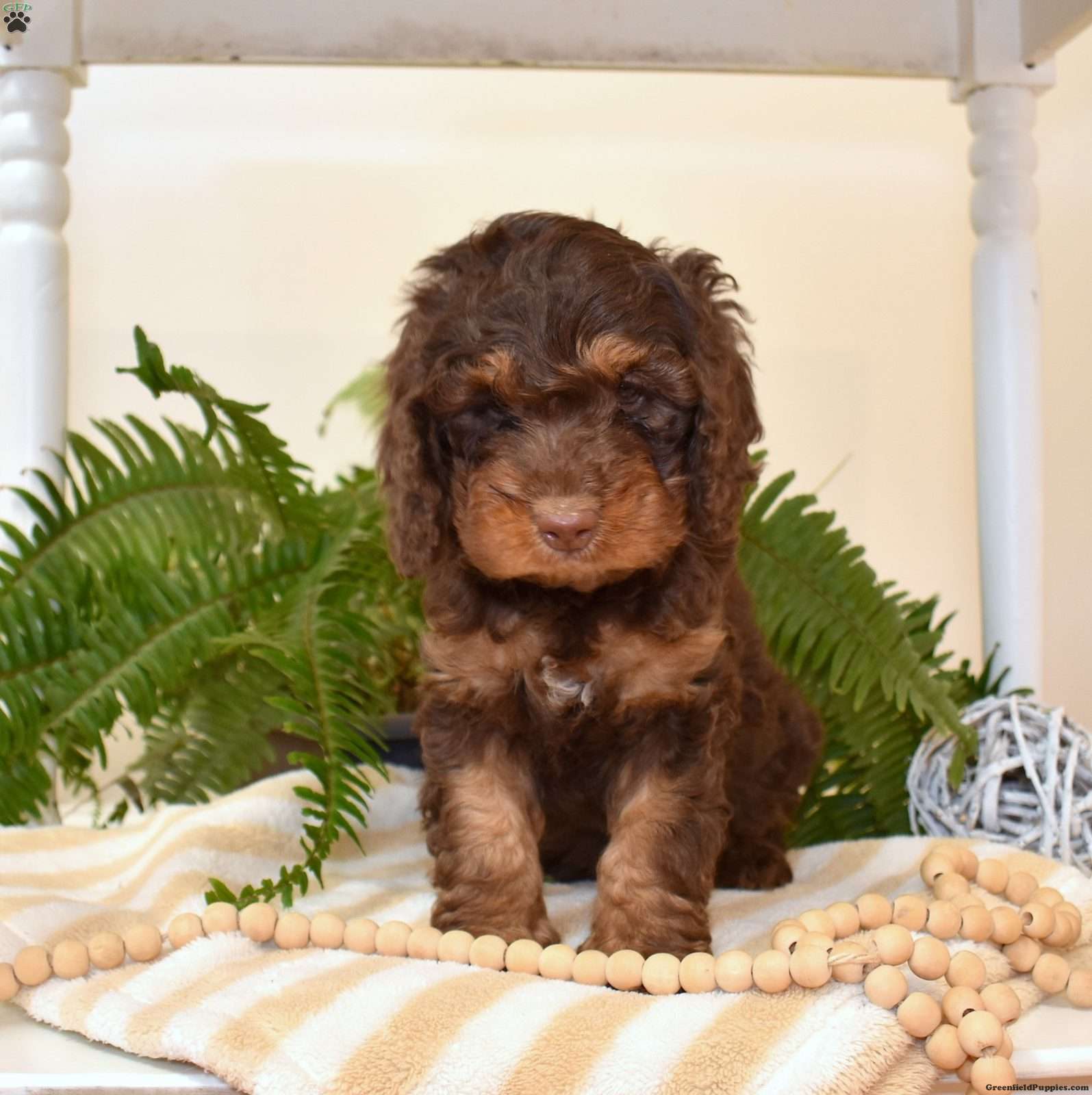 Midnight - Cavapoo Puppy For Sale in Pennsylvania