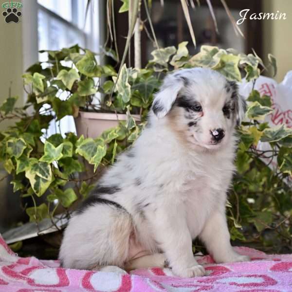 Jasmin, Australian Shepherd Puppy