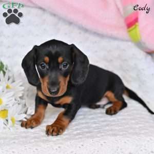 Cody, Dachshund Puppy
