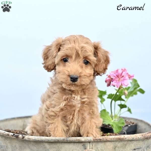Caramel, Cockapoo Puppy