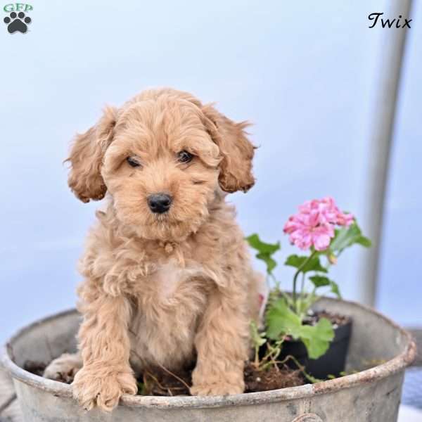 Twix, Cockapoo Puppy