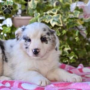 Jasmin, Australian Shepherd Puppy