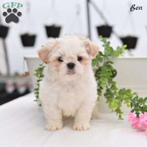 Ben, Shih Tzu Puppy