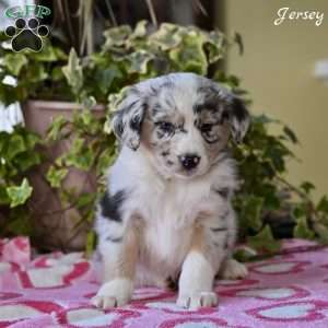 Jersey, Australian Shepherd Puppy