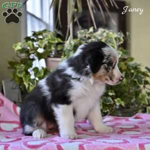 Janey, Australian Shepherd Puppy