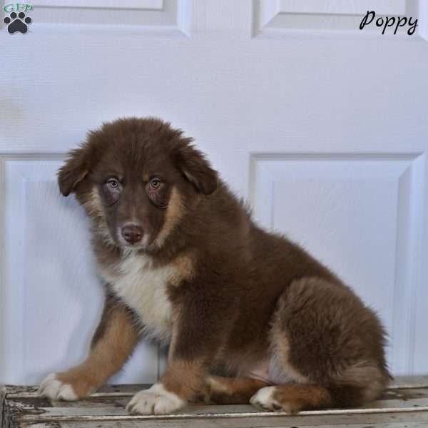 Poppy, Australian Shepherd Puppy