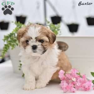Baxter, Shih Tzu Puppy