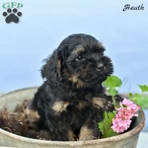 Heath, Cockapoo Puppy