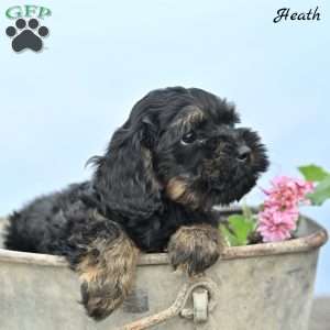 Heath, Cockapoo Puppy