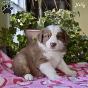 Jolly, Australian Shepherd Puppy