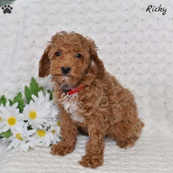 Ricky, Toy Poodle Puppy
