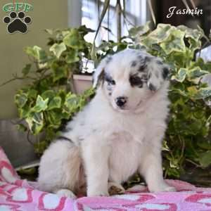 Jasmin, Australian Shepherd Puppy