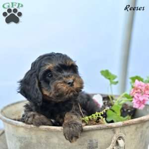 Reeses, Cockapoo Puppy