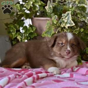 Jewel, Australian Shepherd Puppy