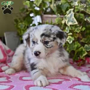 Jersey, Australian Shepherd Puppy