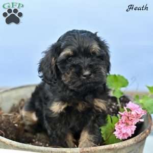 Heath, Cockapoo Puppy